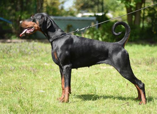 Tira Vento Cuba Libre | Black Doberman Pinscher