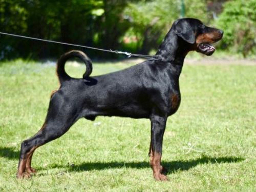 Tira Vento Cabernet | Black Doberman Pinscher