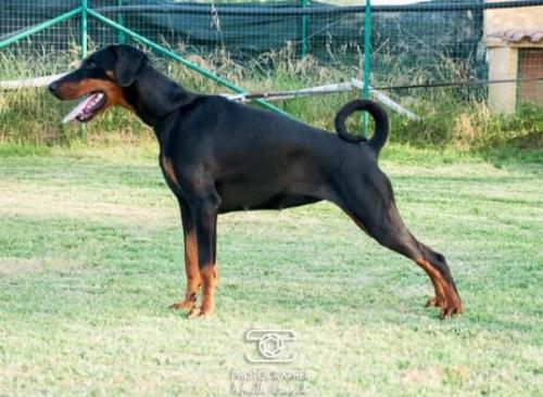 Jolly dei Borboni | Black Doberman Pinscher