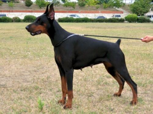 Zhivanshi Cherniy Shokolad | Black Doberman Pinscher