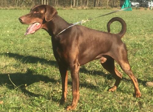 Hans Lilandt del Munt Marin | Brown Doberman Pinscher