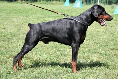 Herbie dei Nobili Nati | Black Doberman Pinscher