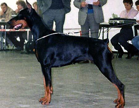 Alida v. Flandrischen Löwen | Black Doberman Pinscher