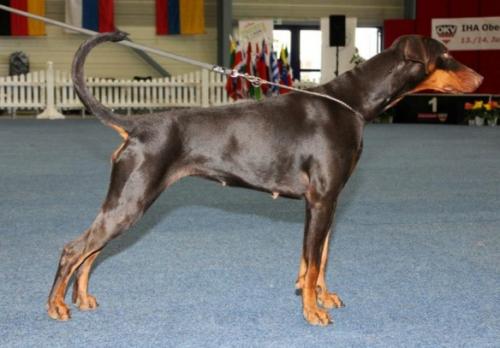 Berborinco Axa-Thea | Brown Doberman Pinscher