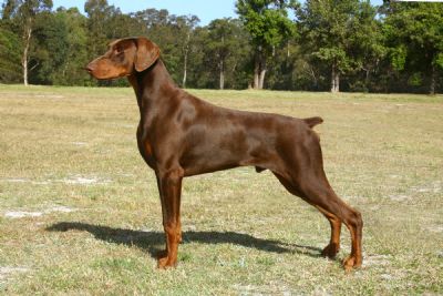 Indpac Infra Red | Brown Doberman Pinscher