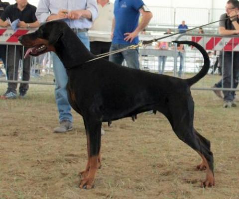 Olimpia del Colle della Guardia | Black Doberman Pinscher