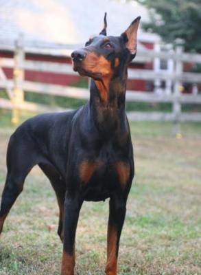 Xtreme di Camugliano | Black Doberman Pinscher