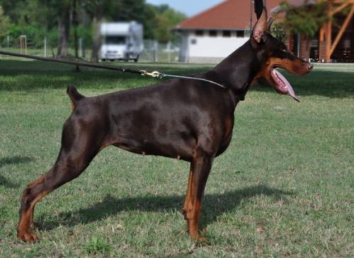 Sant Kreal Memory | Brown Doberman Pinscher