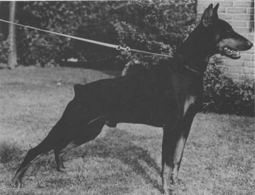 Jürgen v. Hagenstern | Black Doberman Pinscher