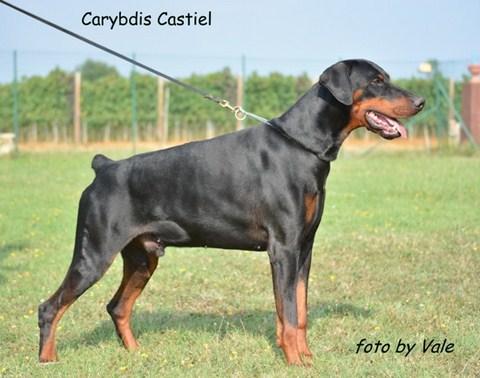 Carybdis Castiel | Black Doberman Pinscher