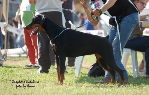 Carybdis Catalina | Black Doberman Pinscher