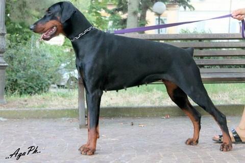 Carybdis Cabiriaij | Black Doberman Pinscher