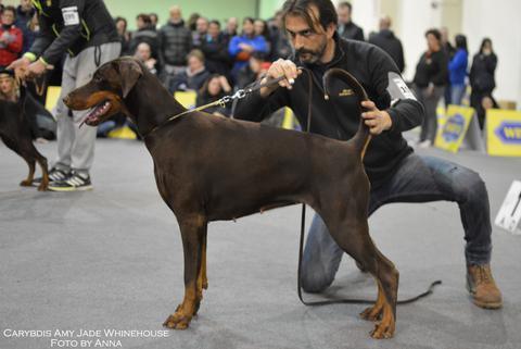 Carybdis Amy Jade Whinehouse | Brown Doberman Pinscher