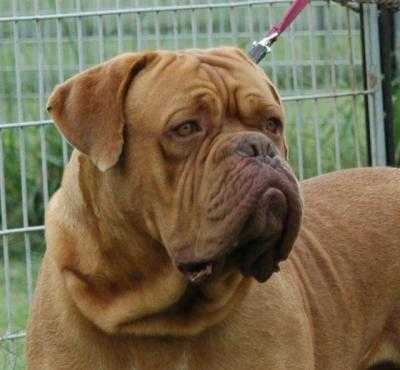 Ataraxia Jaloux | Dogue de Bordeaux 