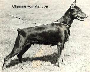 Chanine v. Mahuba | Black Doberman Pinscher