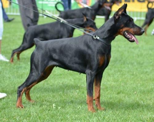 Get to the Point Kisses for Kiwi | Black Doberman Pinscher
