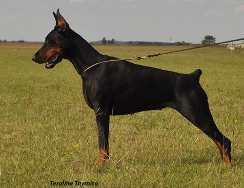 Teraline Taymira | Black Doberman Pinscher