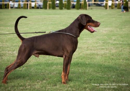 Yanick del Colle della Guardia | Brown Doberman Pinscher