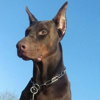 Dillan M7 Fehervari | Brown Doberman Pinscher