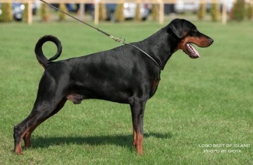 Lobo Best of Island | Black Doberman Pinscher