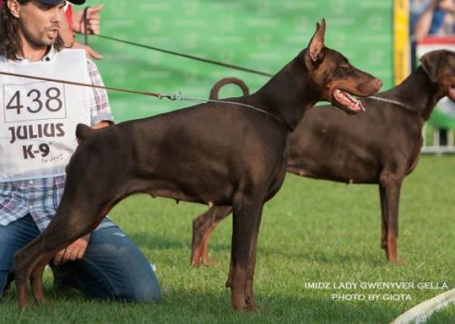 Imidz Lady Gwenyver Gella | Brown Doberman Pinscher