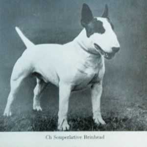 Souperlative Brinhead | Bull Terrier 