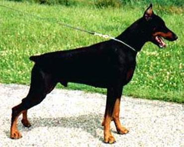 Marienburg's Dark Daimler | Black Doberman Pinscher