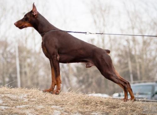 Imidz Lord Gelhard | Brown Doberman Pinscher