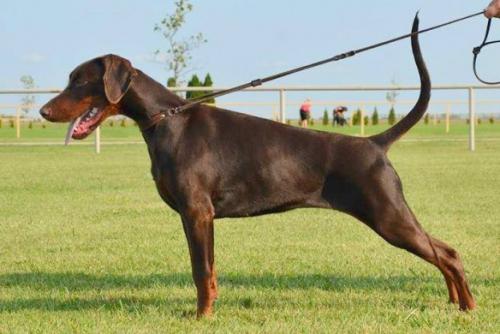 Basha Grareva | Brown Doberman Pinscher