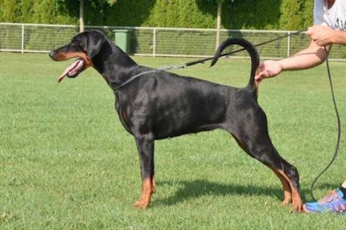 Anandi Malu Massuni di Verbenico | Black Doberman Pinscher