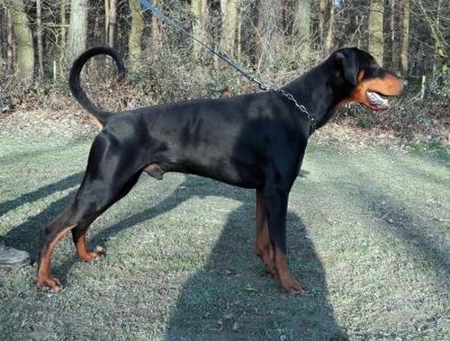 Quenzo v. Ferrenberg | Black Doberman Pinscher