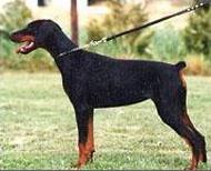 Rainbow de l'Abbaye de Sable | Black Doberman Pinscher