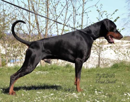 Proud Danish I'm Return of the Jedi | Black Doberman Pinscher