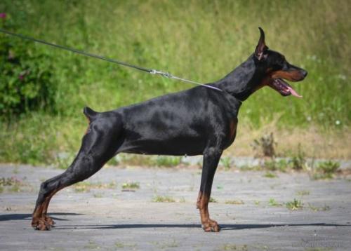 Destino Iliada Daniela | Black Doberman Pinscher