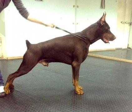 Gomez Cor Rocco | Brown Doberman Pinscher