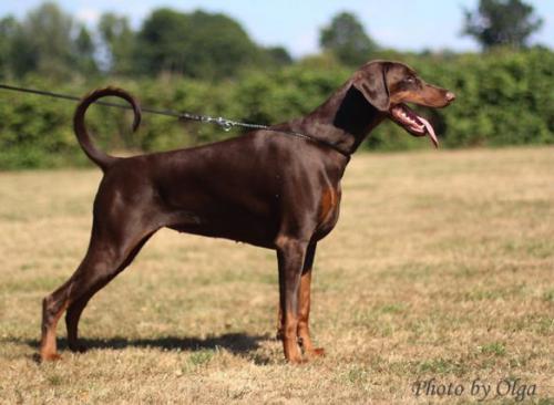 Caramia v. Kontessina | Brown Doberman Pinscher