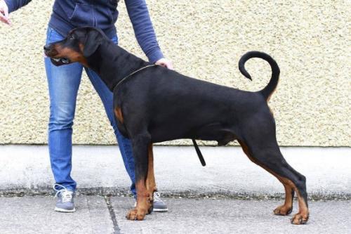 Dobshangrila Nazar | Black Doberman Pinscher