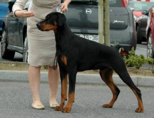 Dobshangrila Neron Kaiser | Black Doberman Pinscher