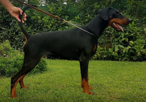 Black Bia delle Torri Nere | Black Doberman Pinscher