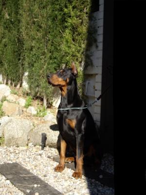 Joaldunak de Bertiz | Black Doberman Pinscher