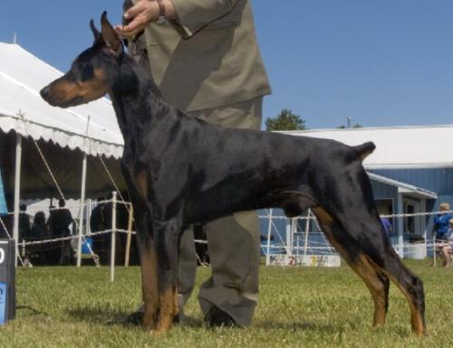 Chaos v. Koby Haus | Black Doberman Pinscher