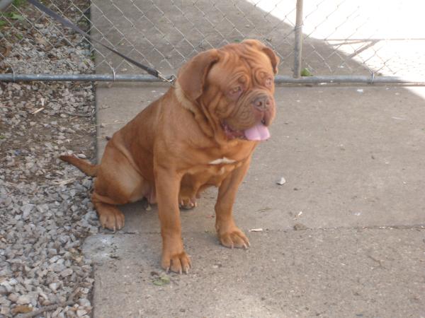 Deon's Rain  of  Terror | Dogue de Bordeaux 