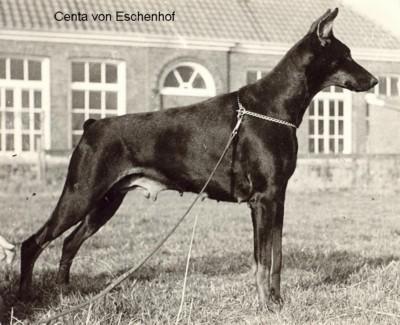 Centa v. Eschenhof | Black Doberman Pinscher