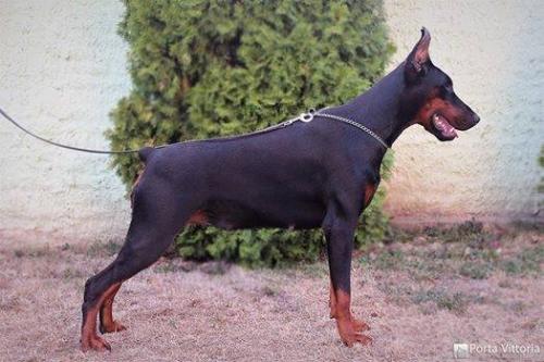 Onyx Vittoria v. Nollyzor | Black Doberman Pinscher