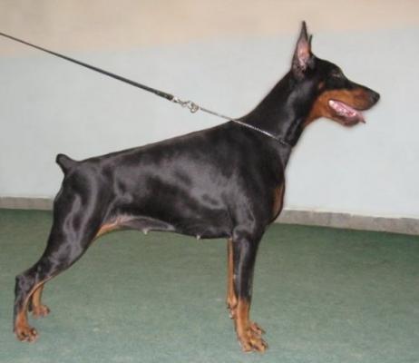 Grandessa Georgiana (RKF) | Black Doberman Pinscher