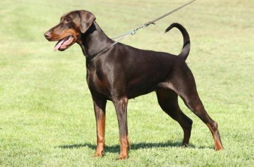 Falette del Verdiano | Brown Doberman Pinscher