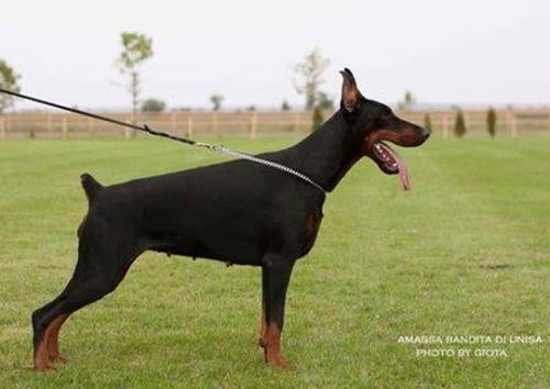 Amassa Bandita di Unisa | Black Doberman Pinscher