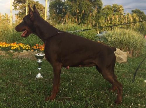 Unisa di Altobello | Brown Doberman Pinscher