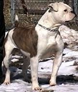 Maple Grove's Miss Bully PH-0.46/0.54 | American Bulldog 