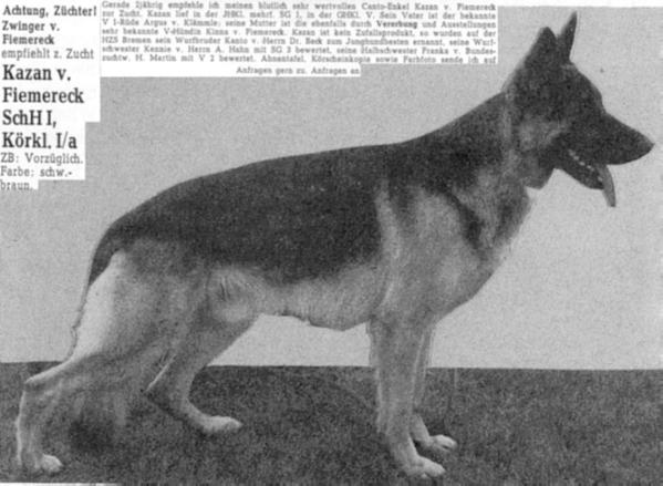 Kazan vom Fiemereck | German Shepherd Dog 